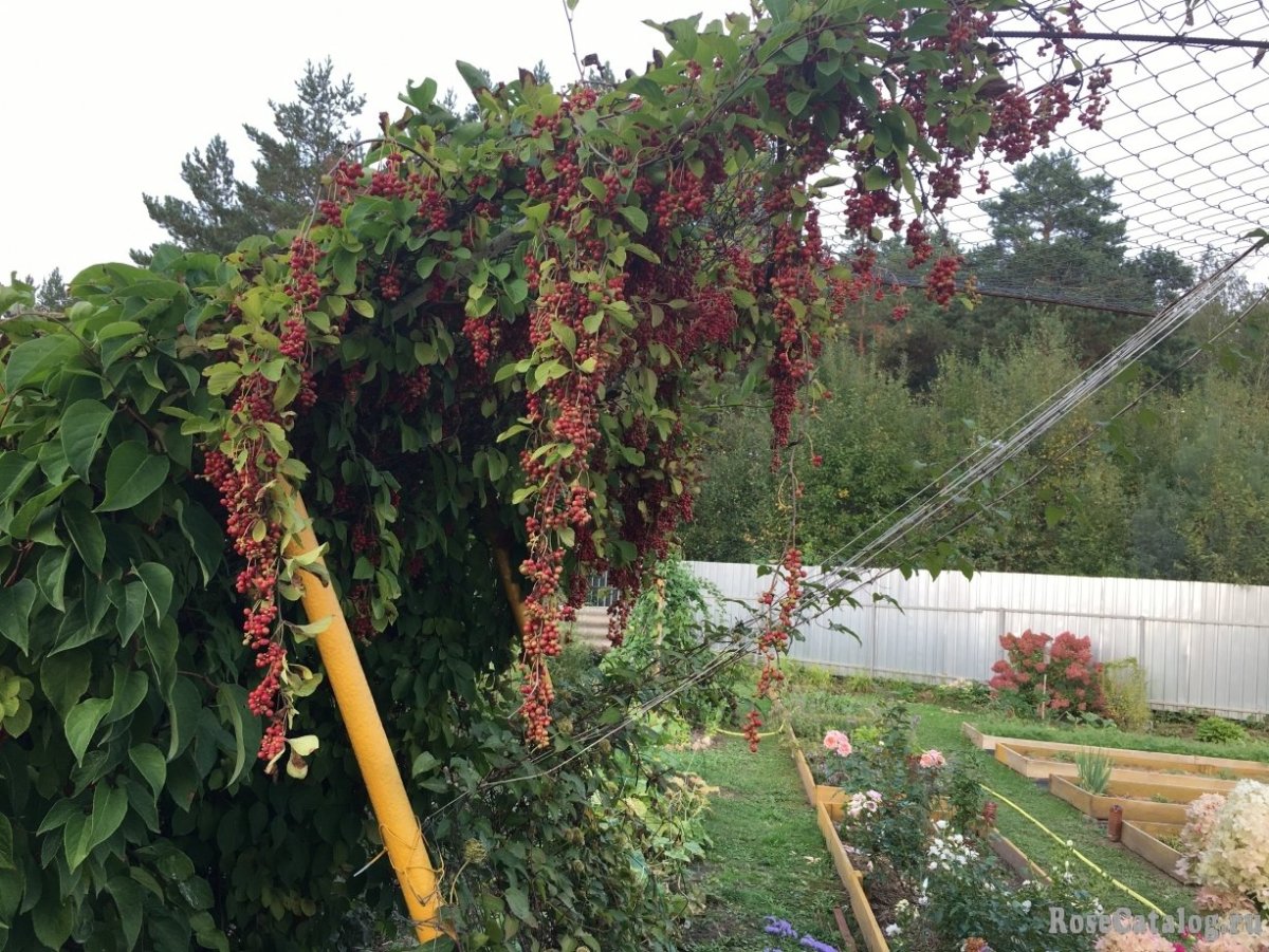 Schisandra chinensis лимонник китайский ландшафт