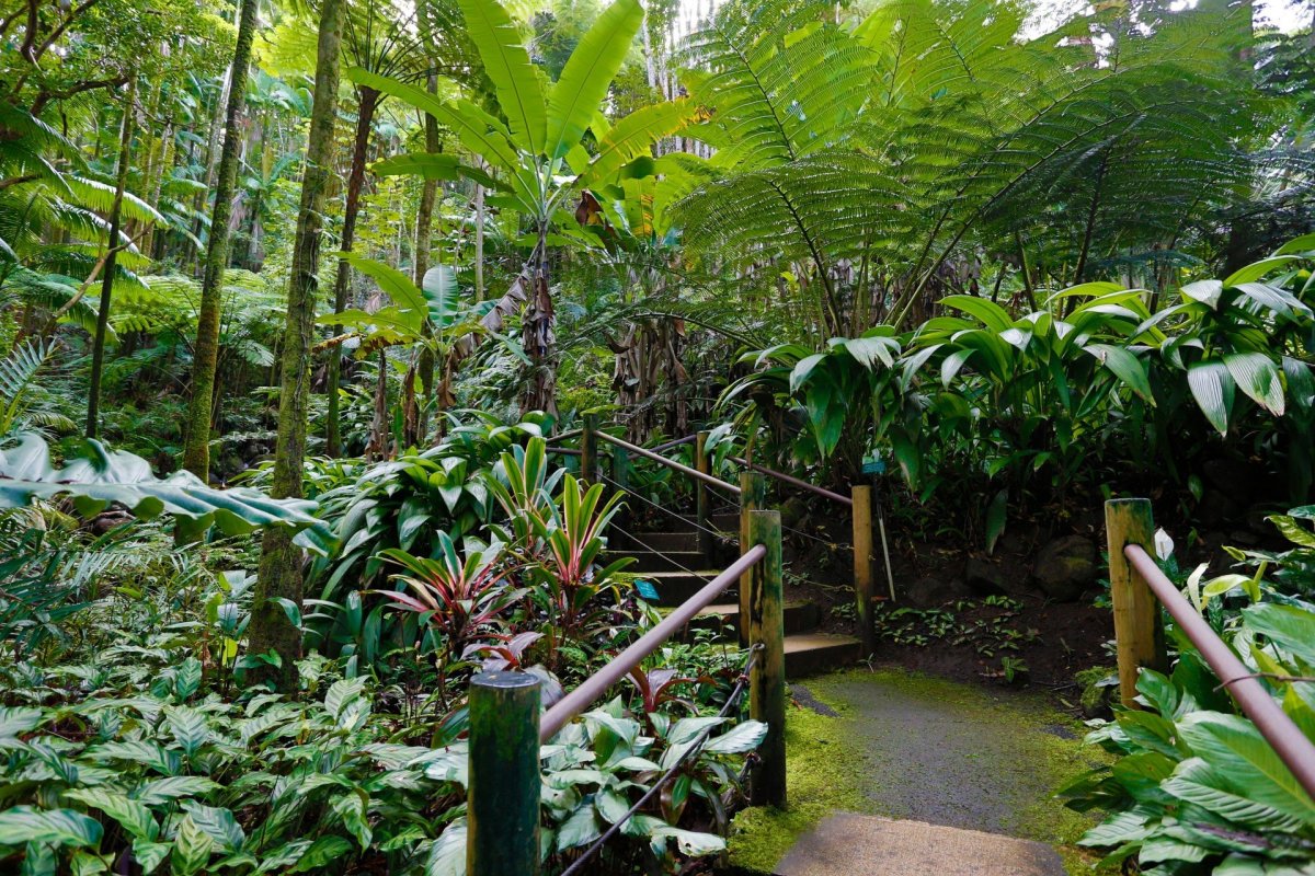 Тропический ботанический сад