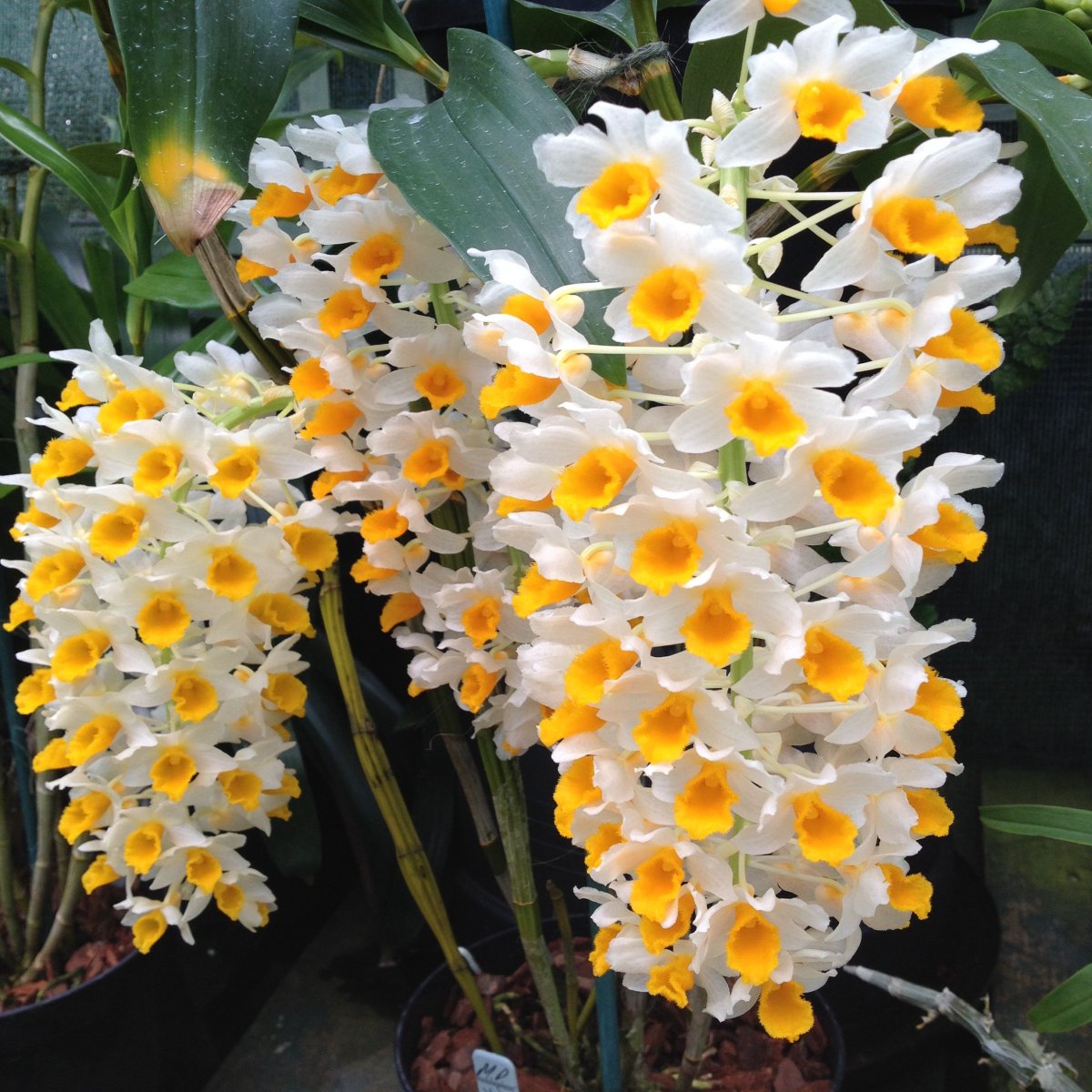 Дендробиум thyrsiflorum