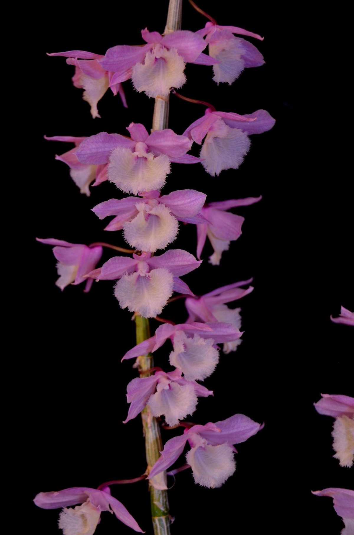 Dendrobium pierardii