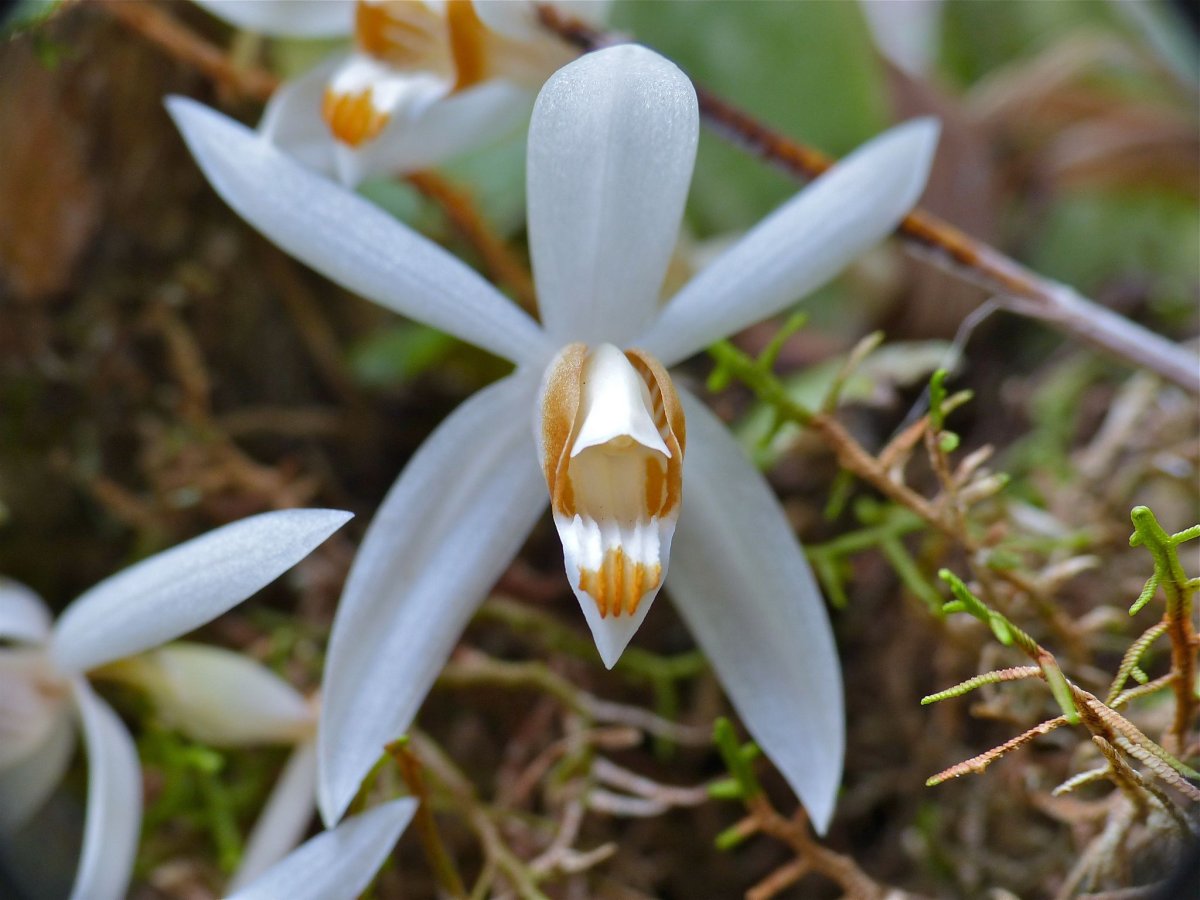 Coelogyne swaniana