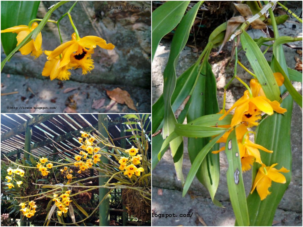 Dendrobium oreodoxa