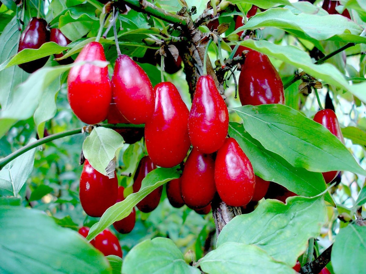 Кизил Cornus mas