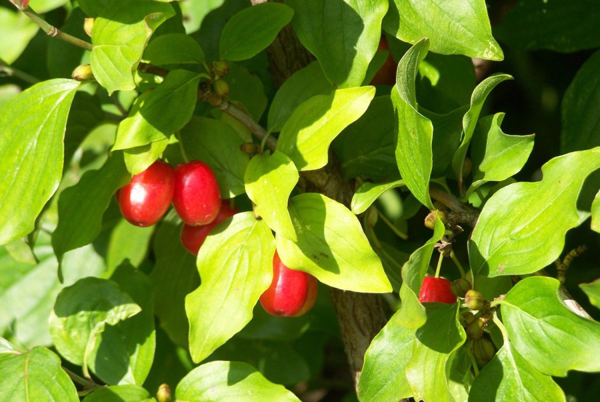 Кизил (Cornus)