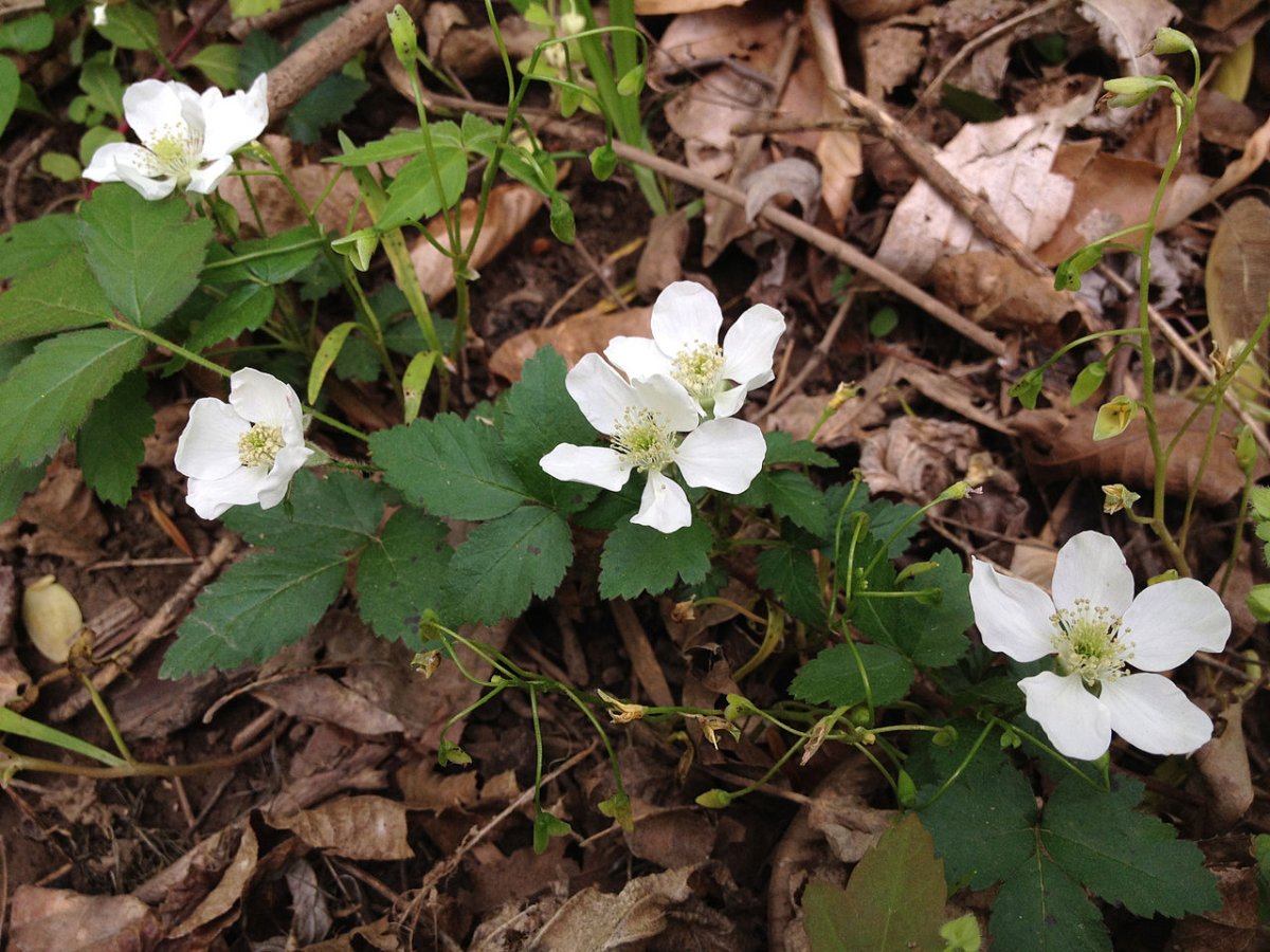 Rubus leucanthus