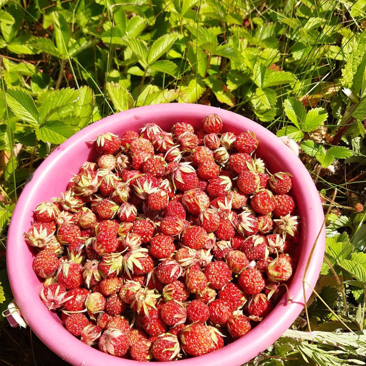 Клубника ползуниха