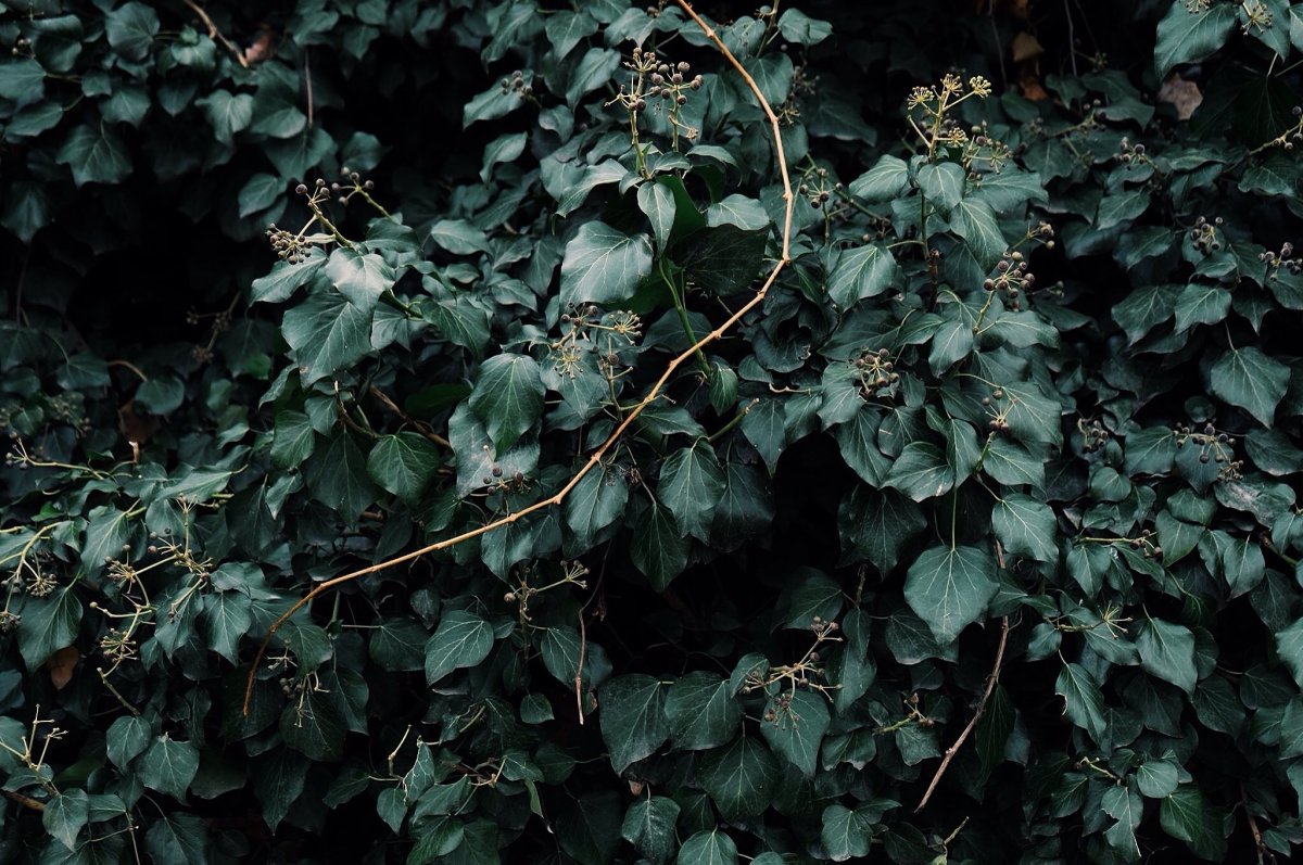 Плющ Atropurpurea