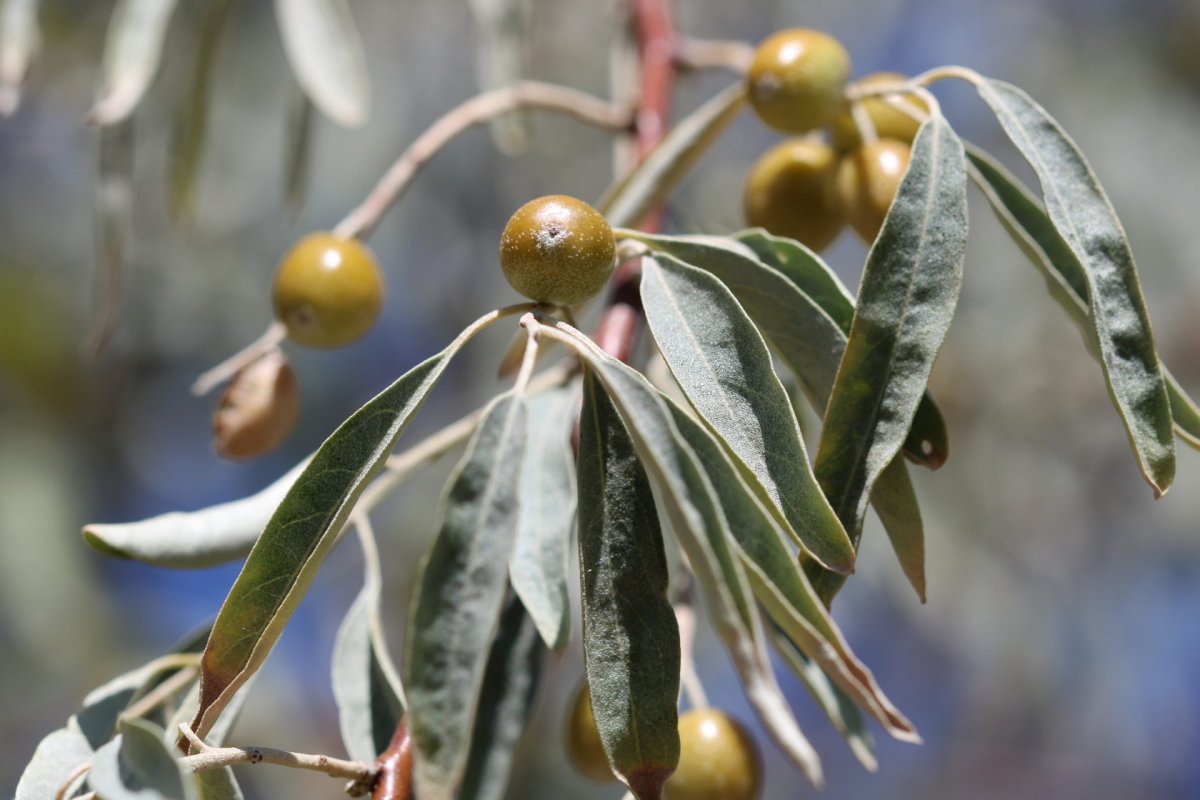 Лох узколистный (Elaeagnus angustifolia)
