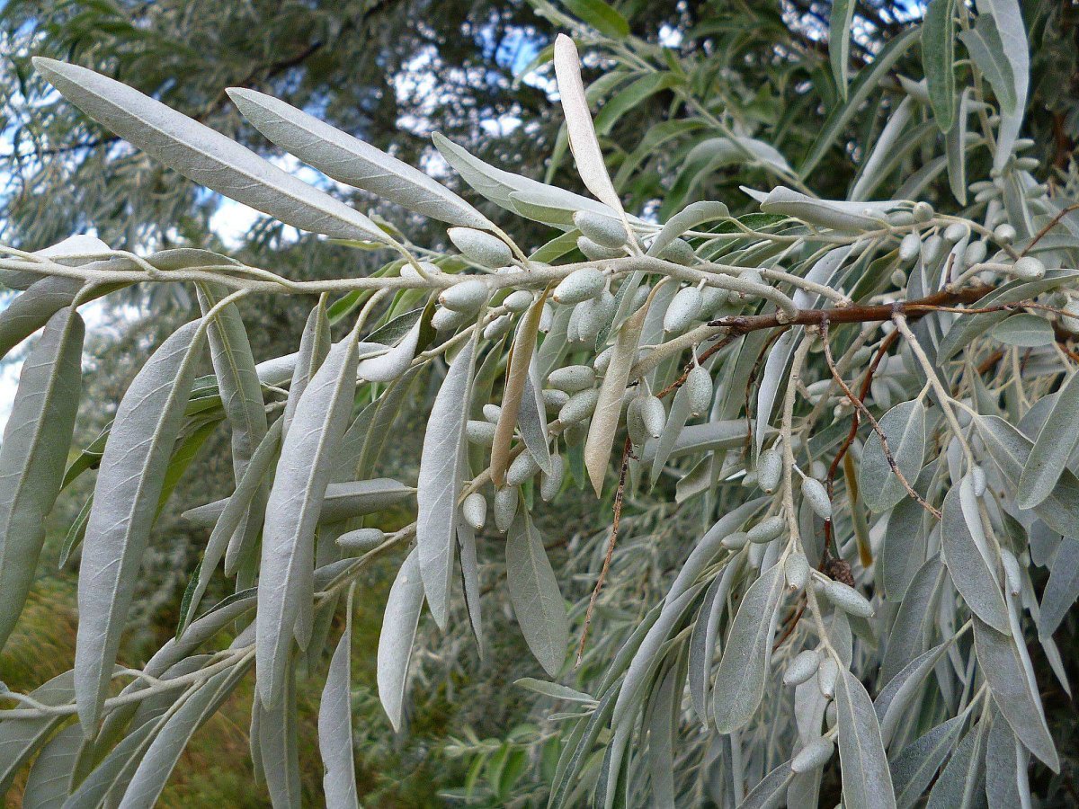 Лох узколистный (Elaeagnus angustifolia)