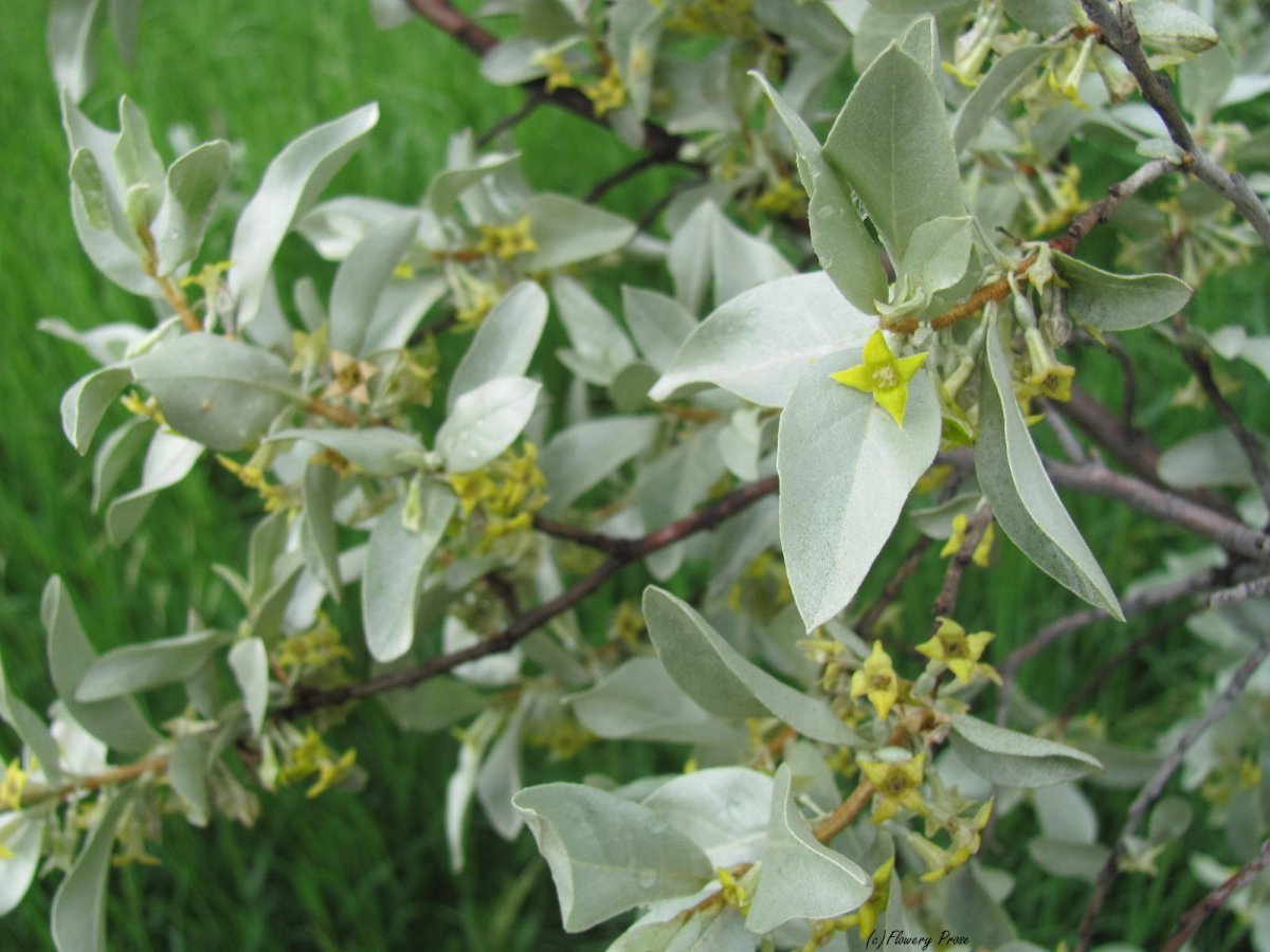 Лох серебристый (Elaeagnus argentea)