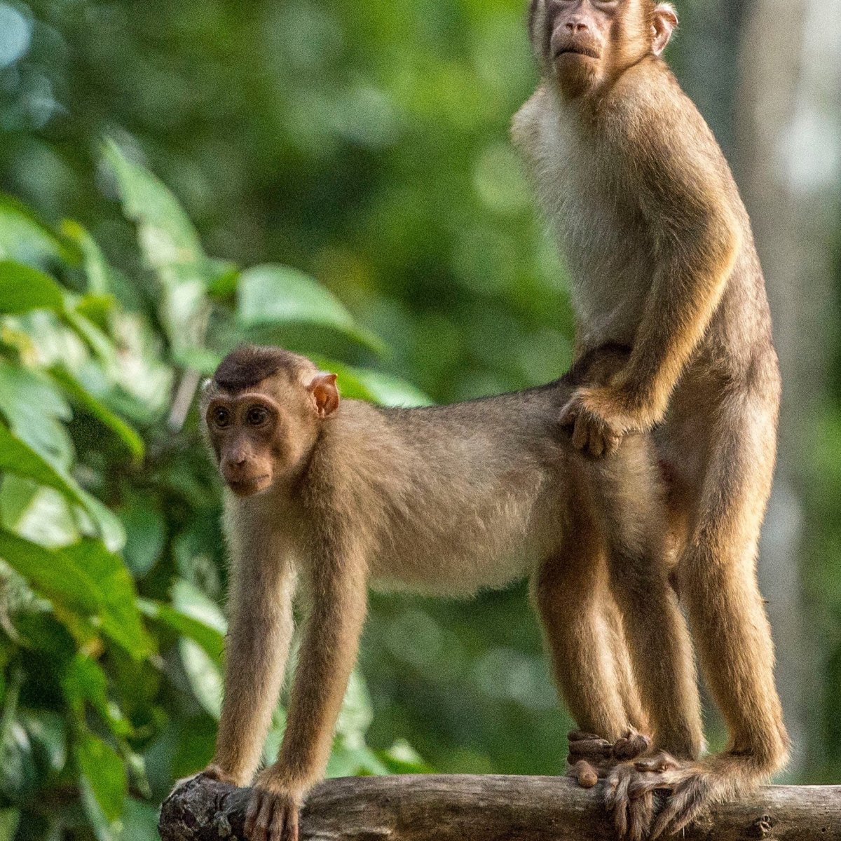 Премия comedy Wildlife Photography