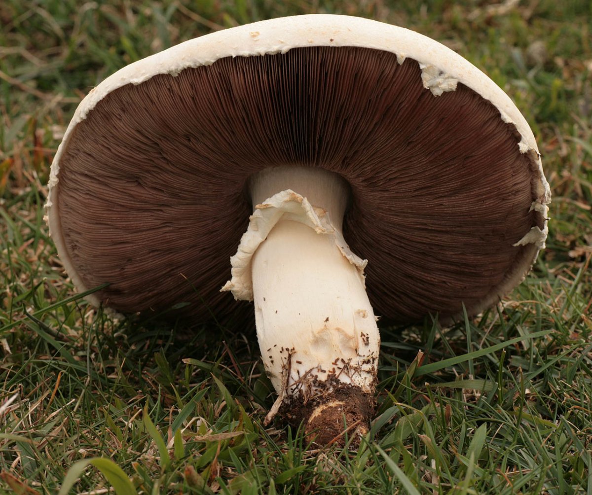 Шампиньон двуспоровый (Agaricus bisporus)