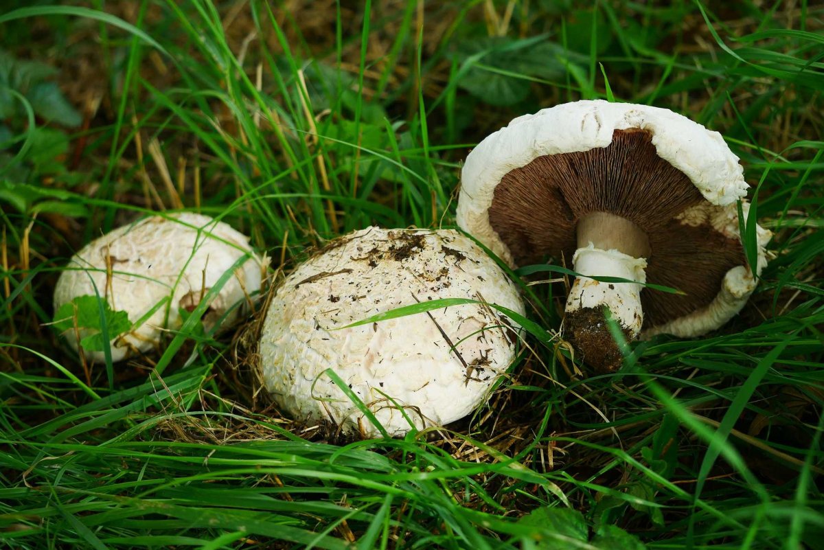 Шампиньон полевой Agaricus arvensis