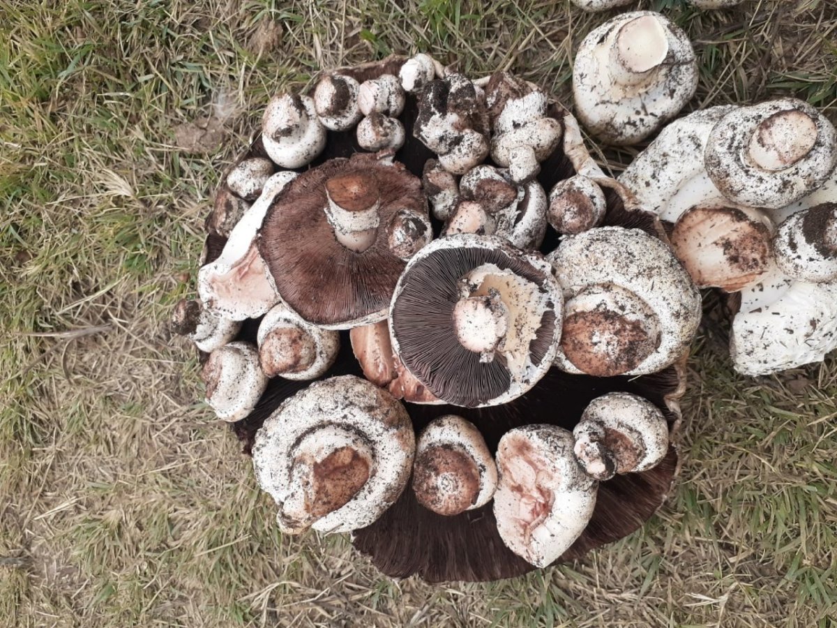 Астраханские шампиньоны