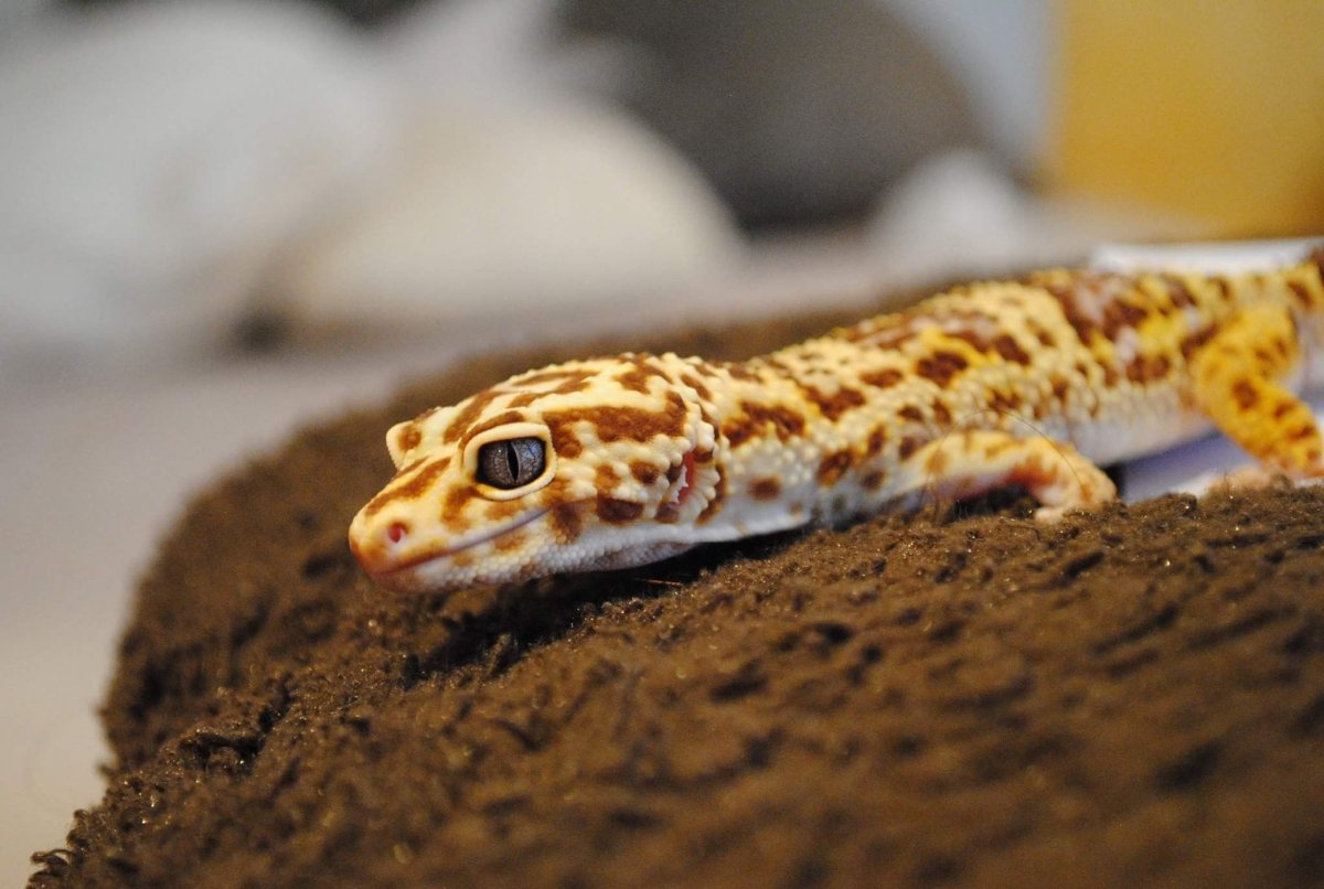 Leopard Gecko Tremper Albino