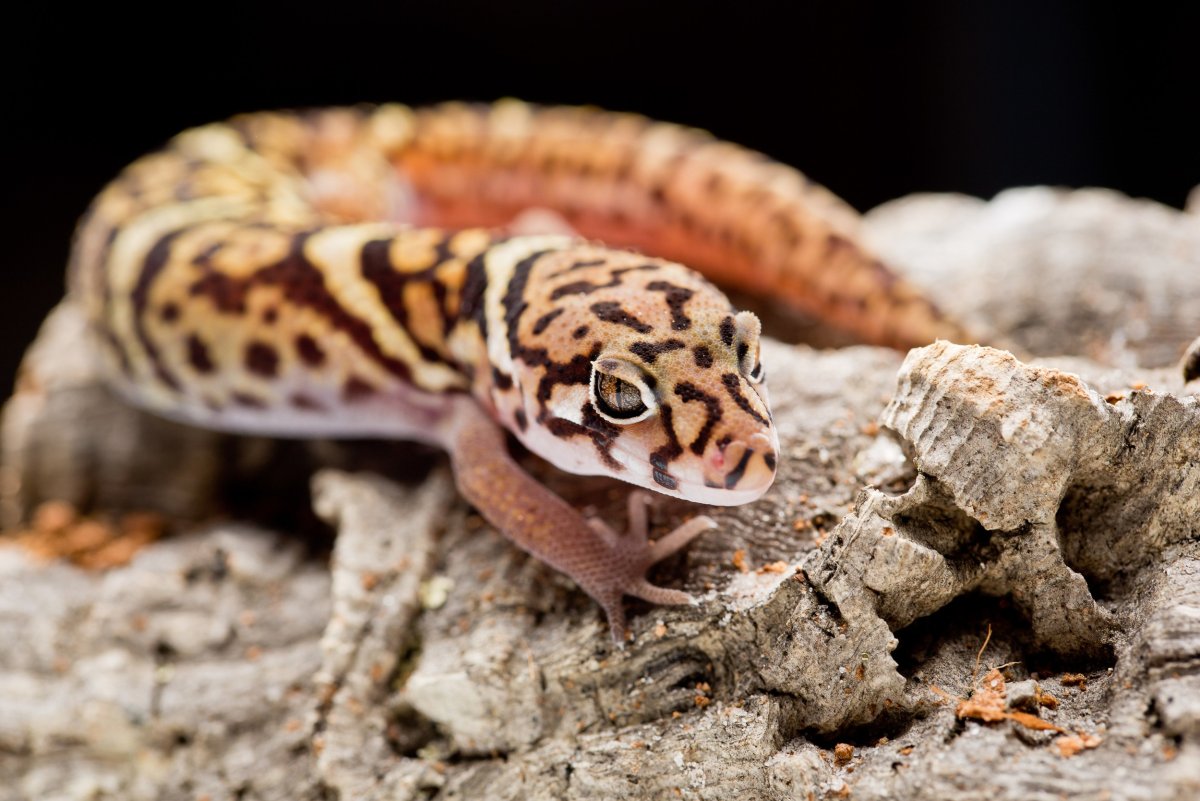 Coleonyx mitratus