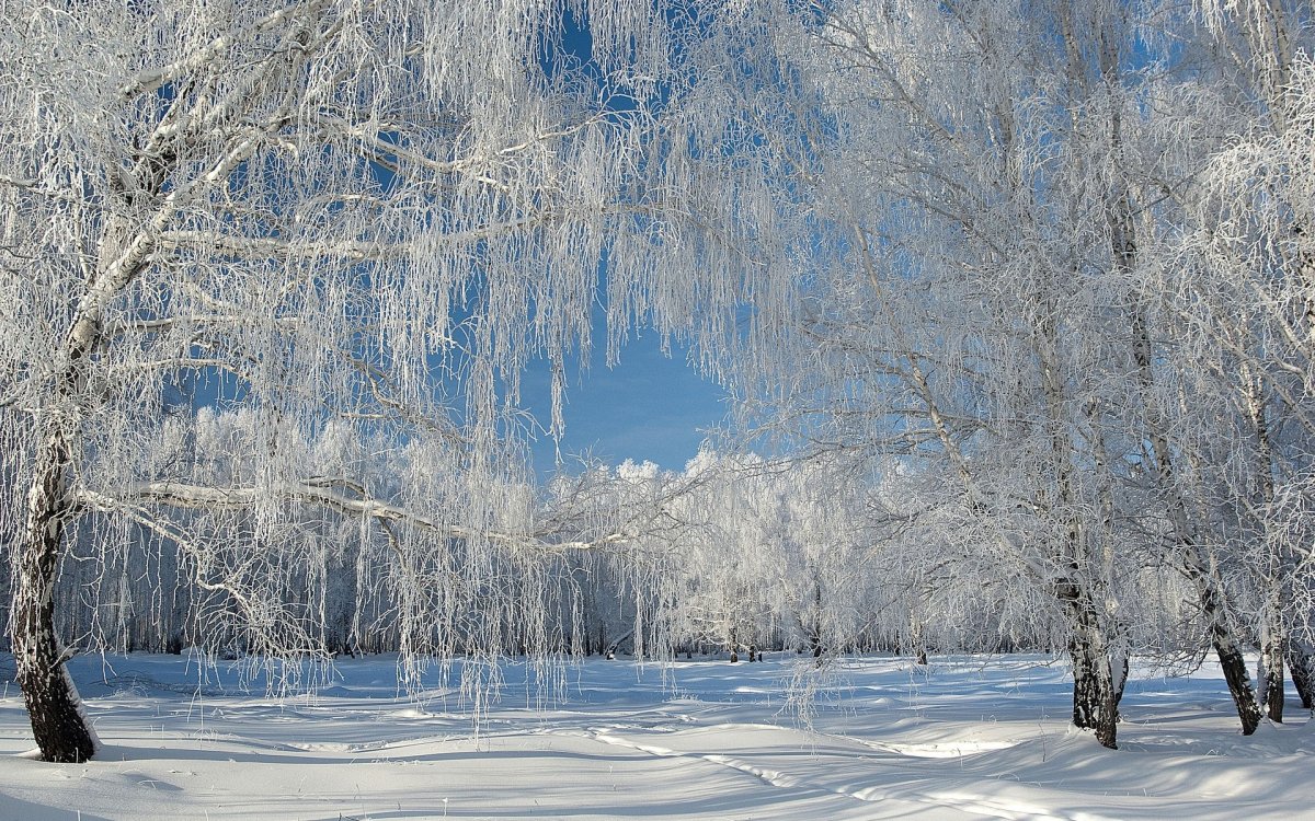 Зимний лес