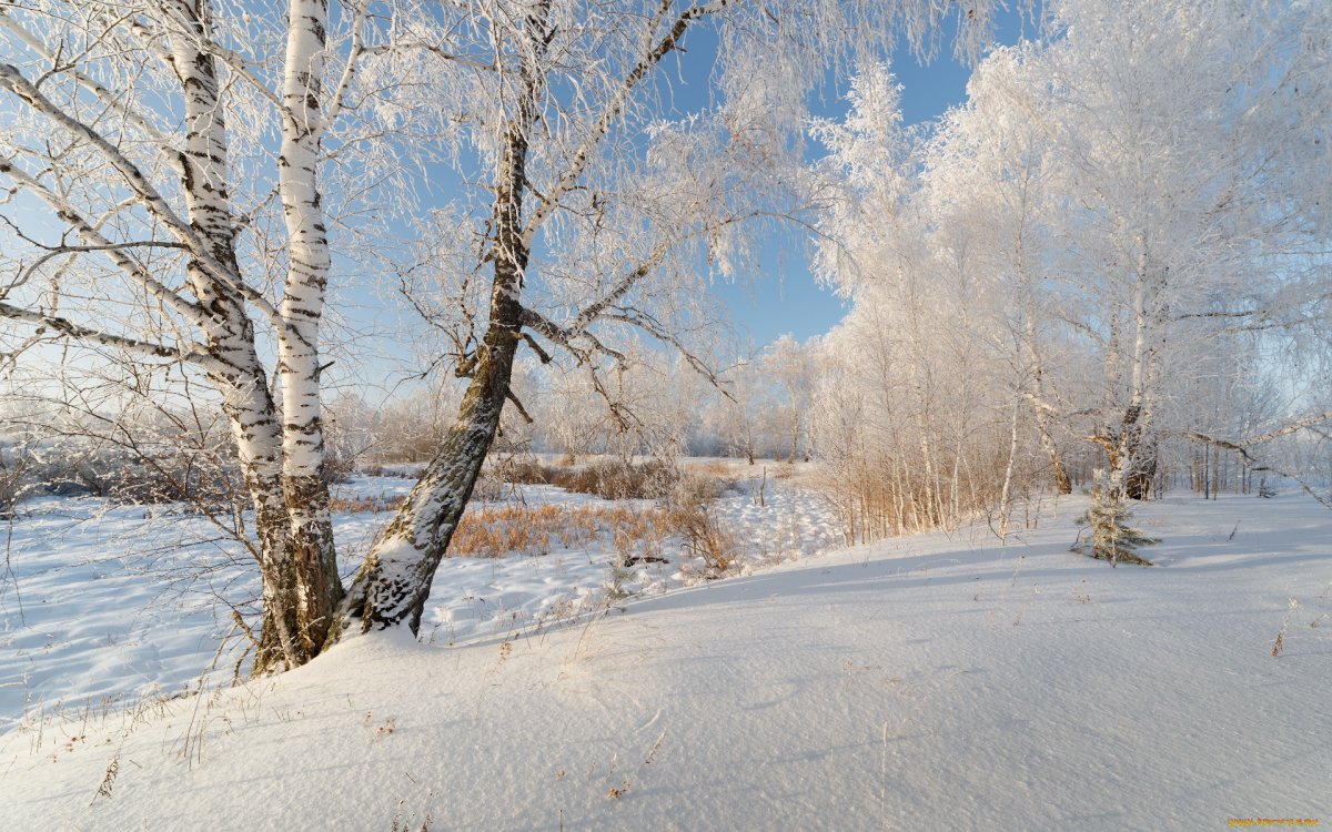 Зимний пейзаж березы