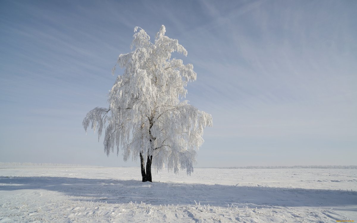 Деревья в снегу