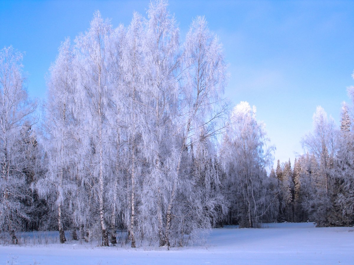 Березка зимой
