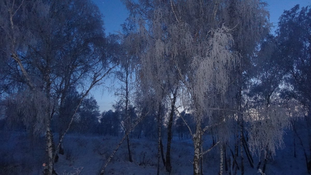 Иней в березовой роще