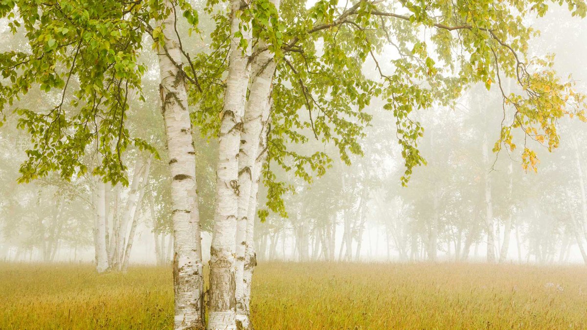 Природа березы