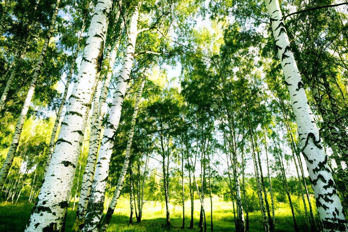 Березовая роща летом