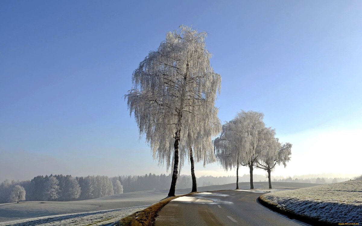 Зимняя береза