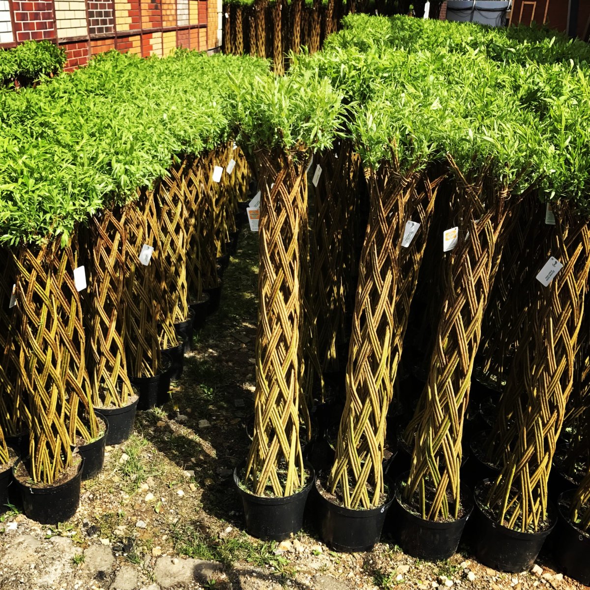 Ива плетеная датские корни (Salix viminalis)