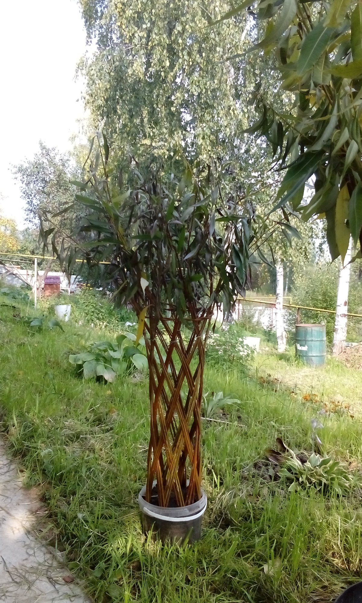 Ива плетеная датские корни
