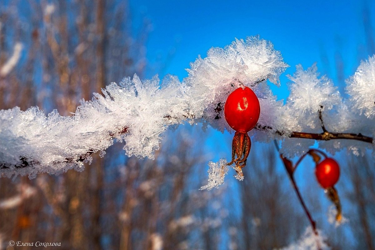 Ледяной шиповник