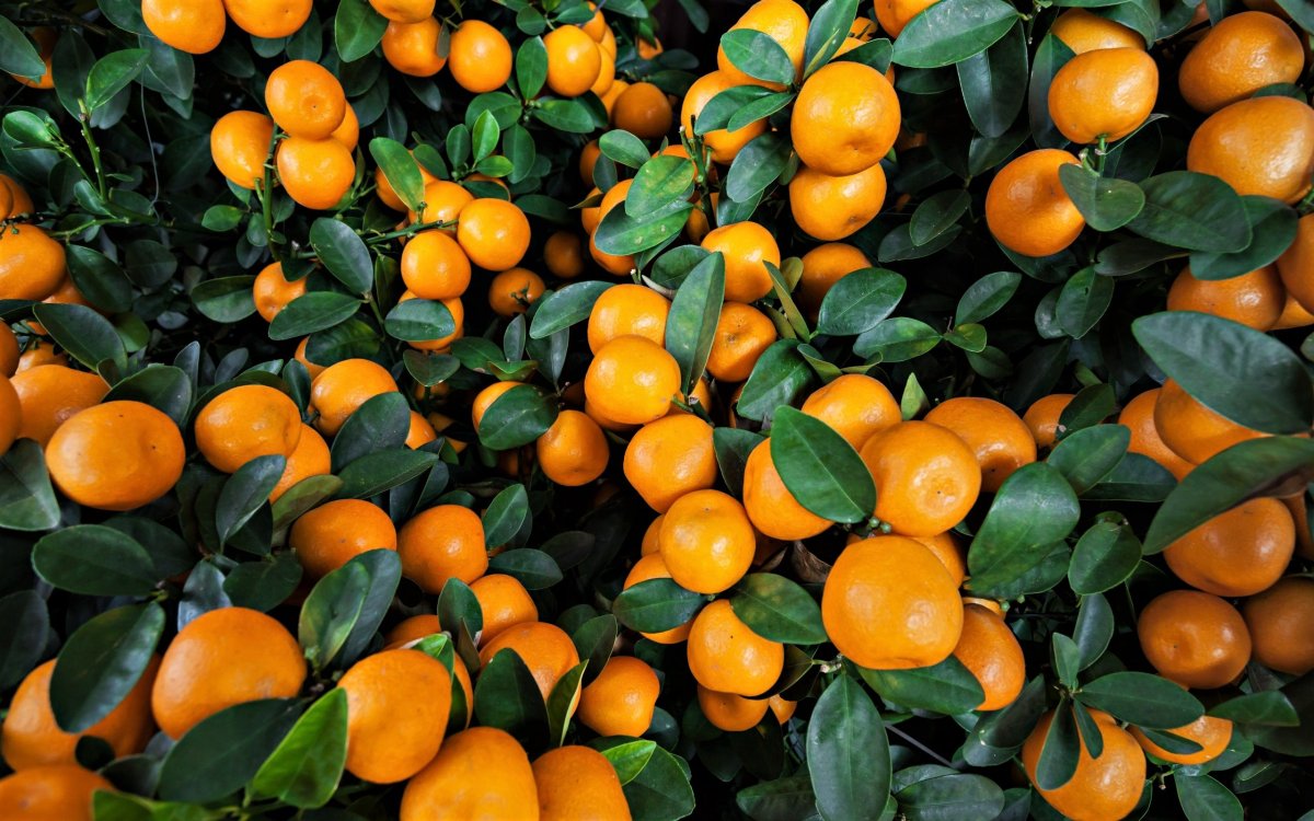 Мандарин (Citrus reticulata)