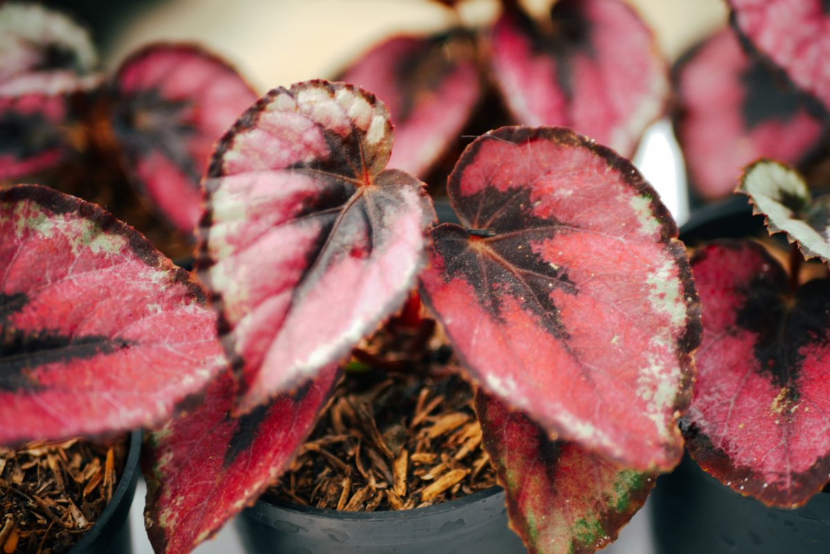 Begonia 5535 оранжевый