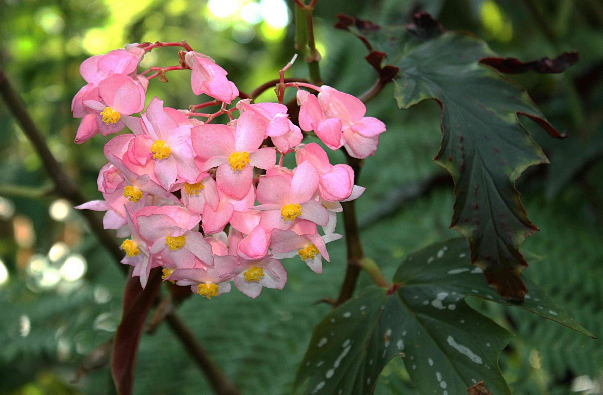 Begonia aconitifolia