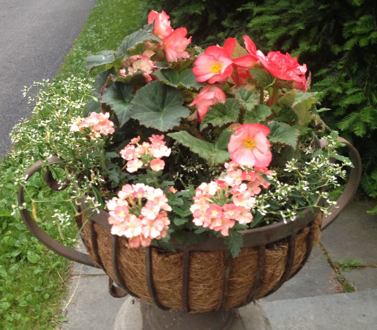 Коралловая бегония Floral Wreath