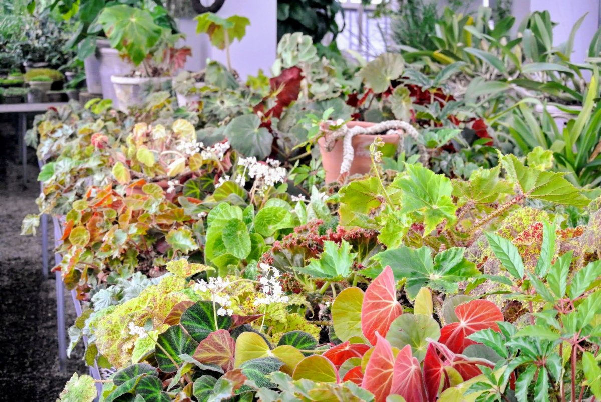 Бегонию Deer hard Cane Begonias Forest Garden.