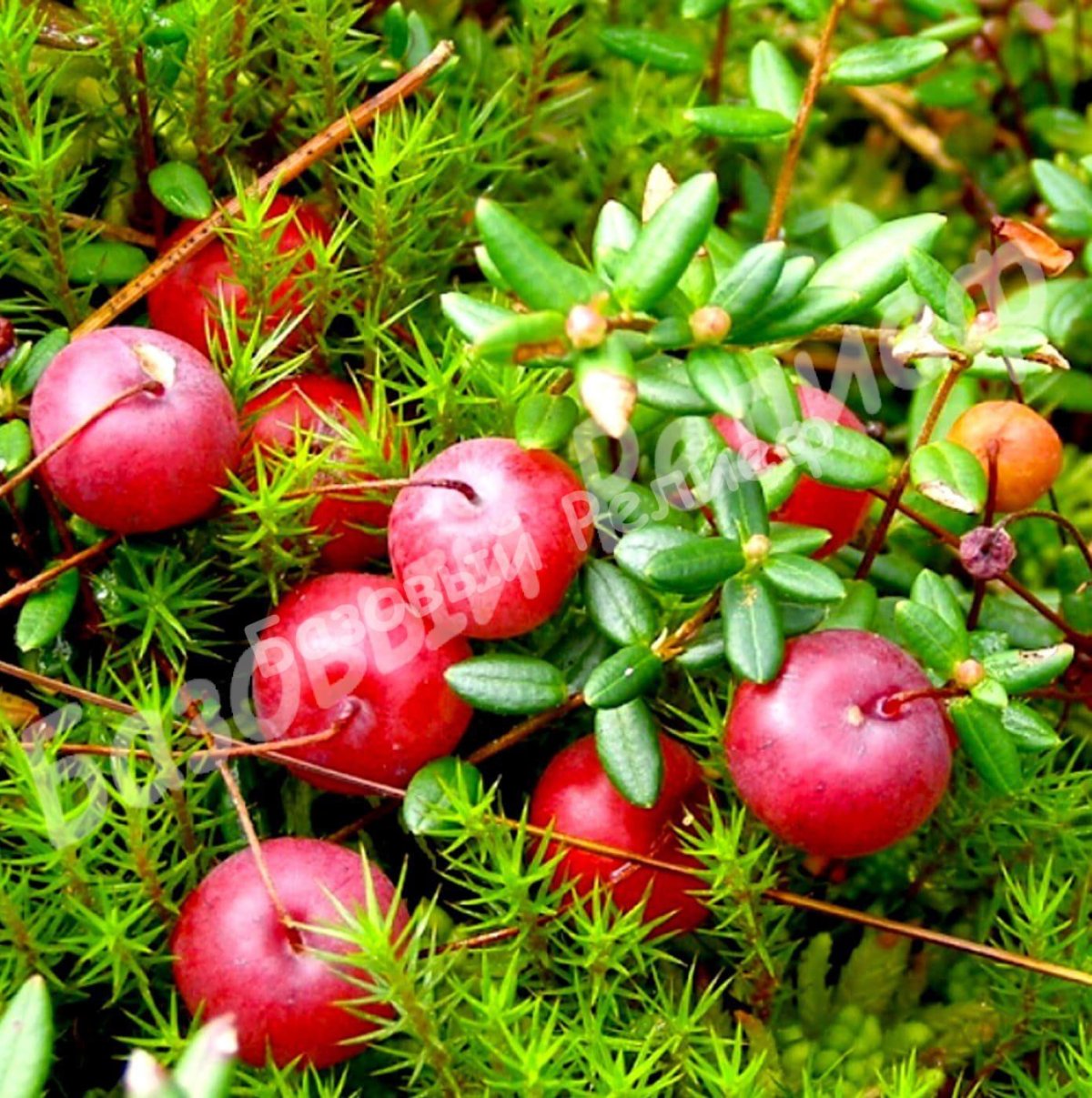 Клюква Болотная (Oxycoccus palustris)