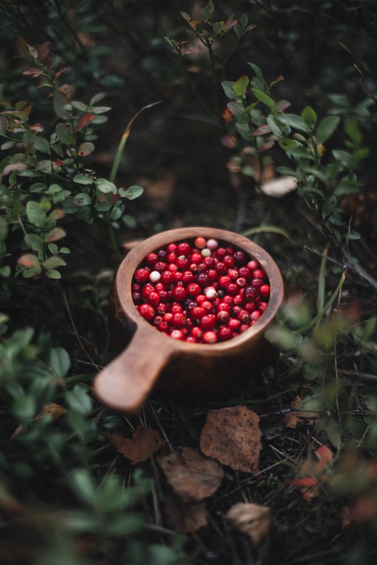 Cranberries ягода