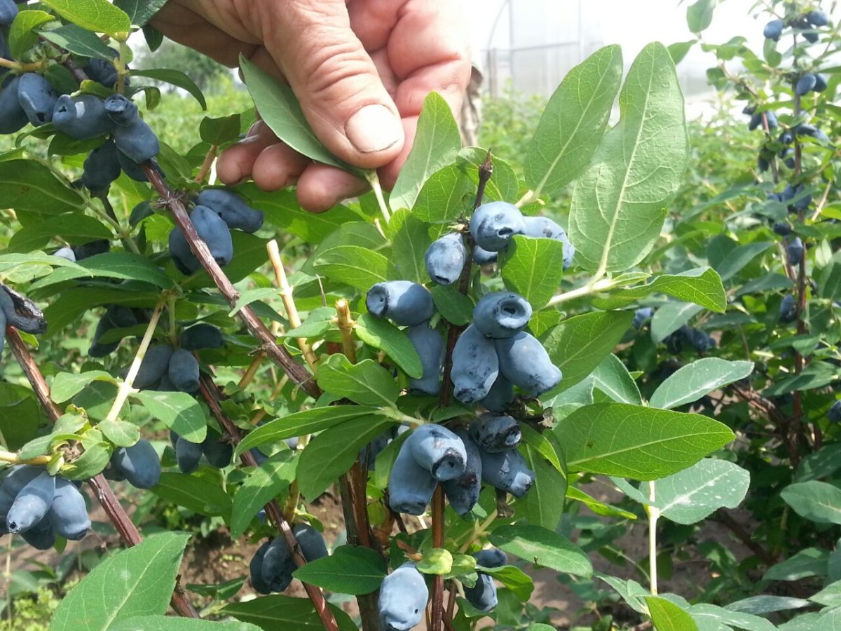 Жимолость съедобная куст