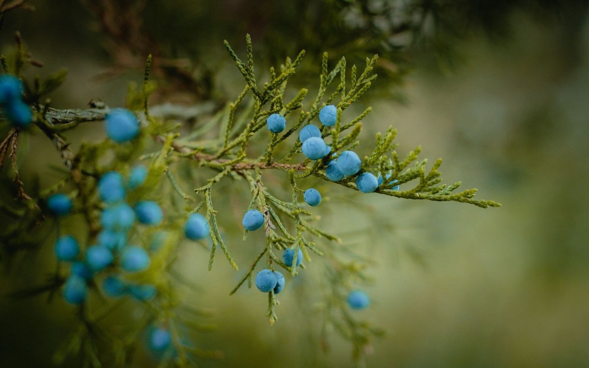 Черника и можжевельник