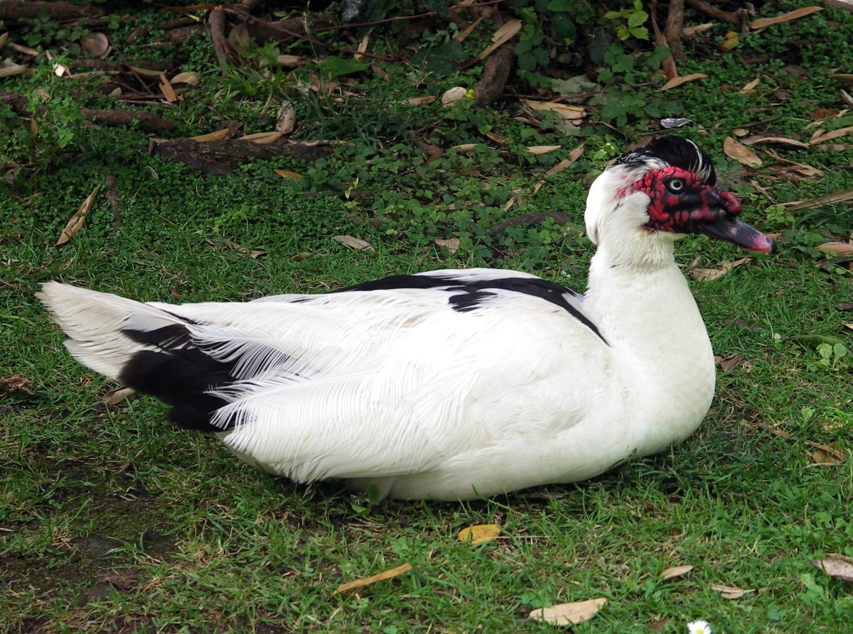 Cairina moschata