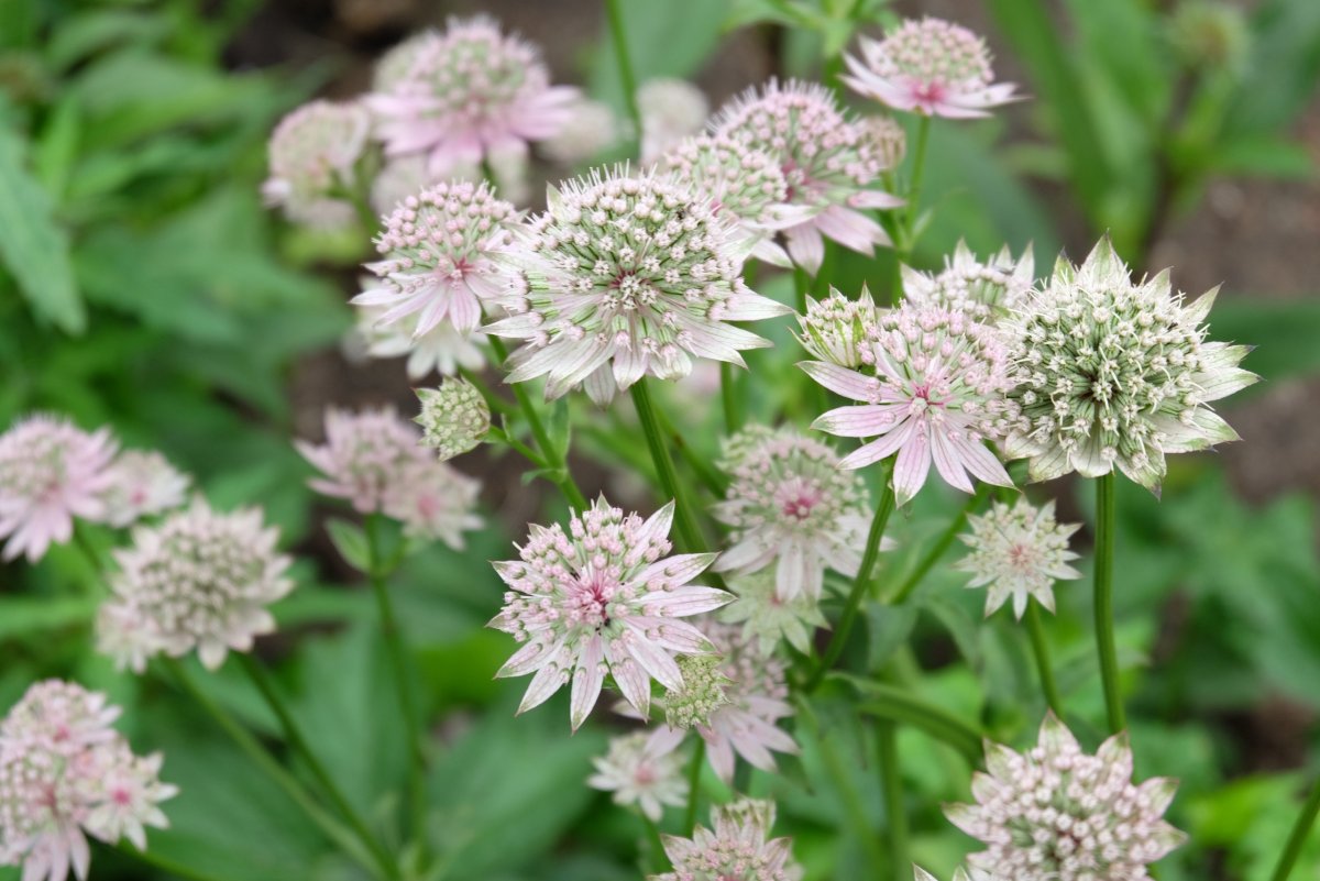 Astrantia Major. 'Florence'