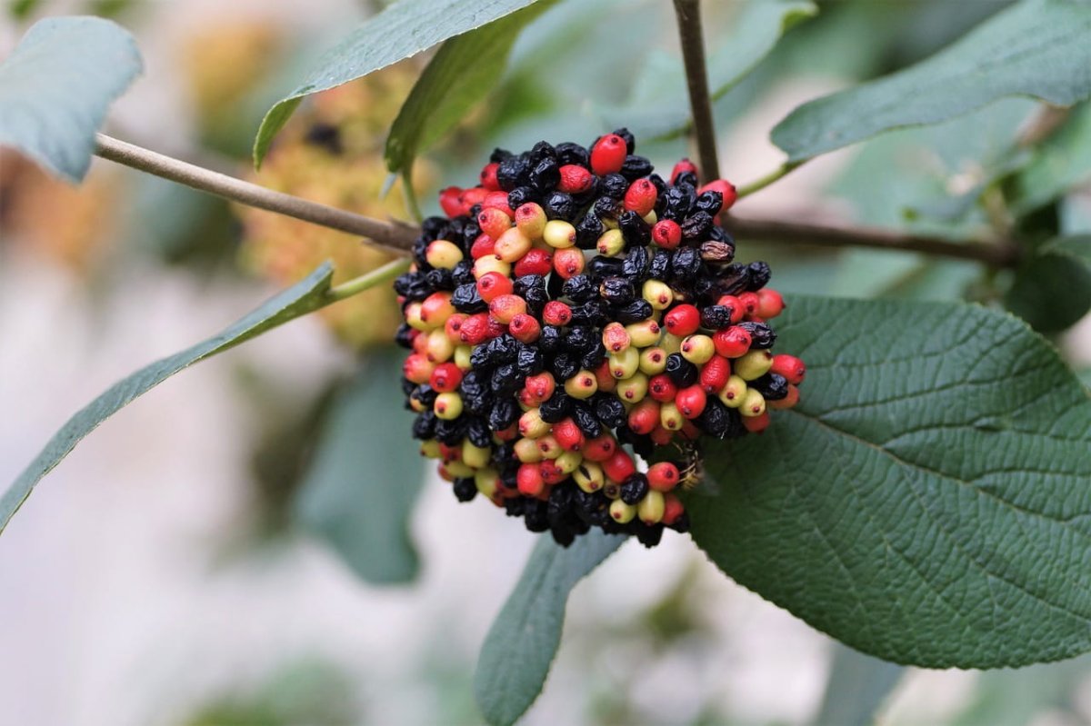 Калина гордовина Viburnum Lantana