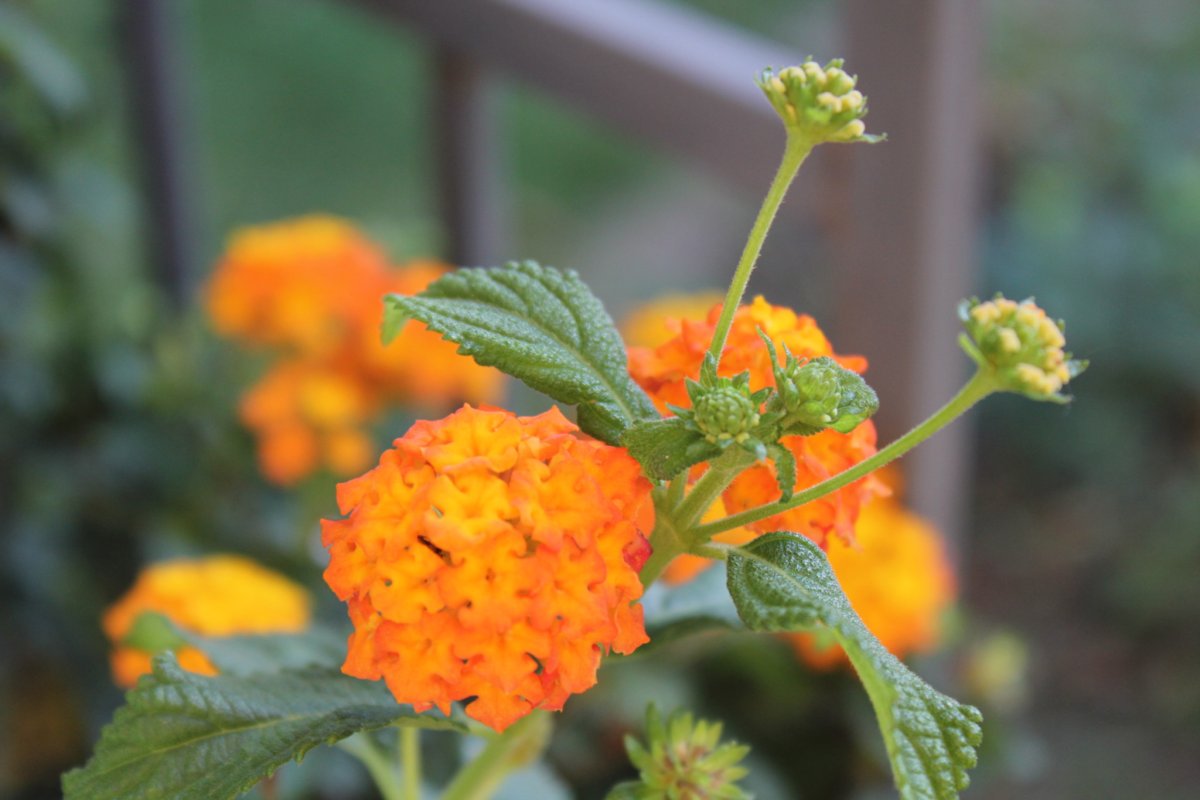 Лантана LANTROPICS Orange