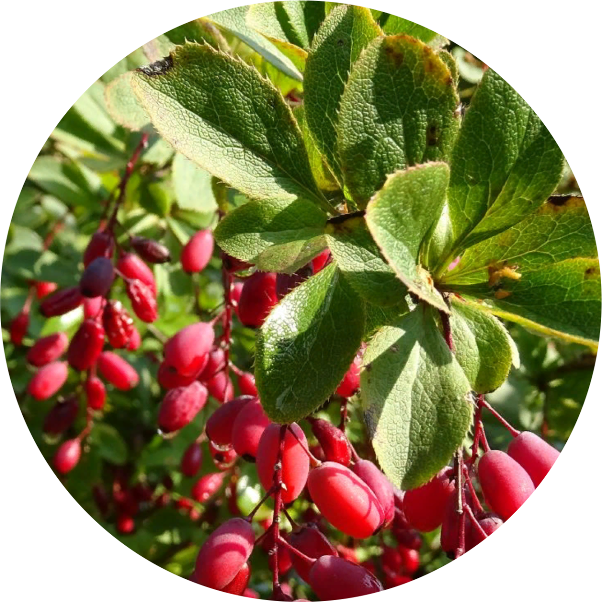 Барбарис обыкновенный ‘albo-variegata’