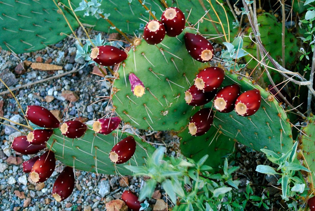 Опунция (Opuntia) (30 см)