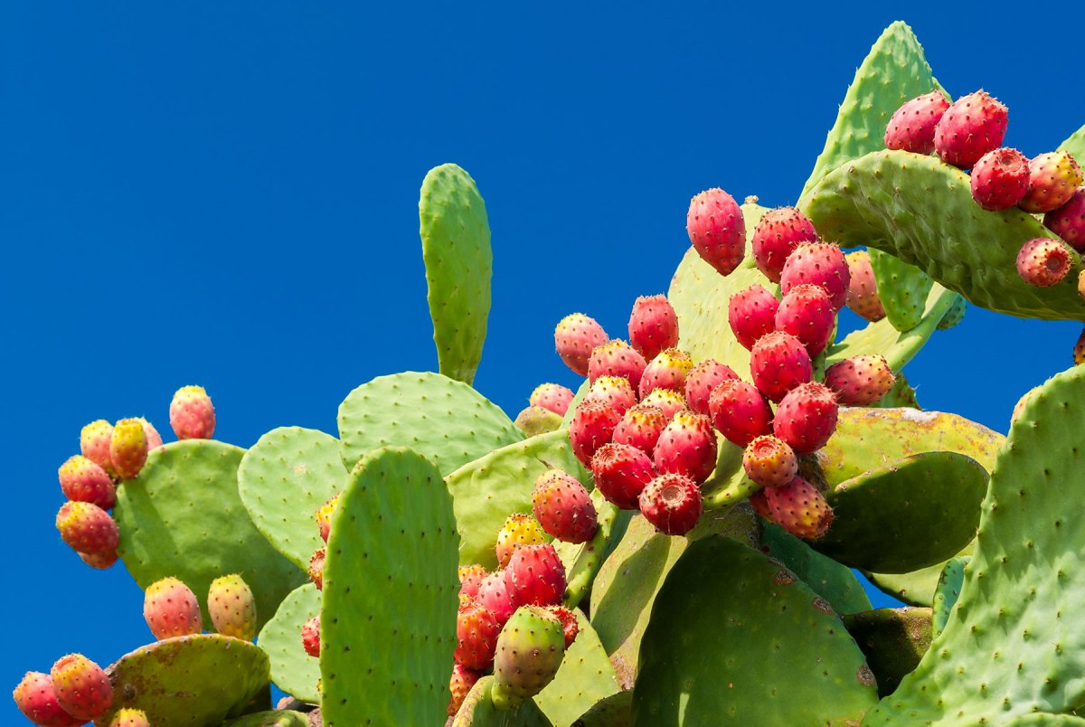Prickly Pear Cactus