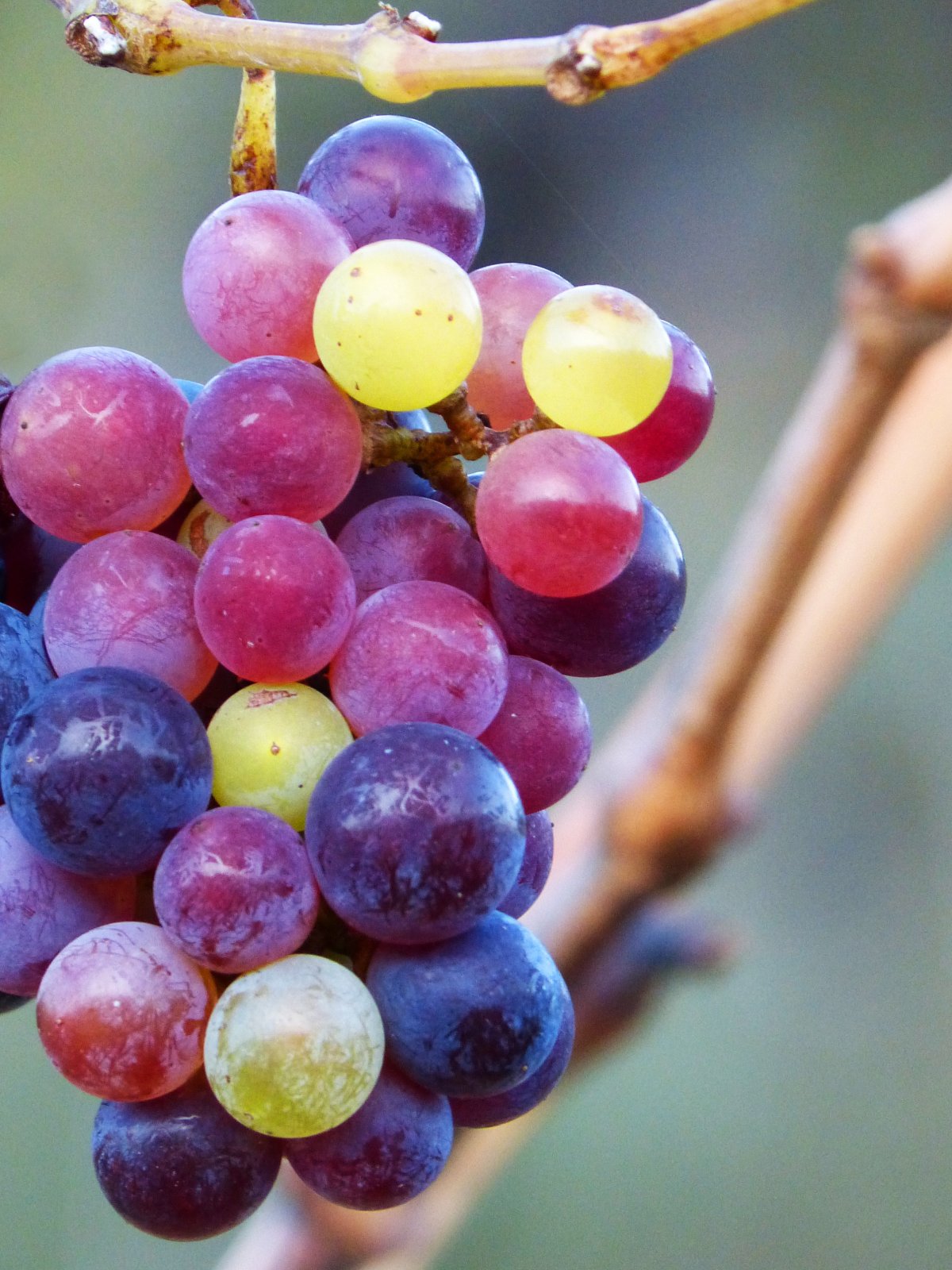 Grape UVA ягода