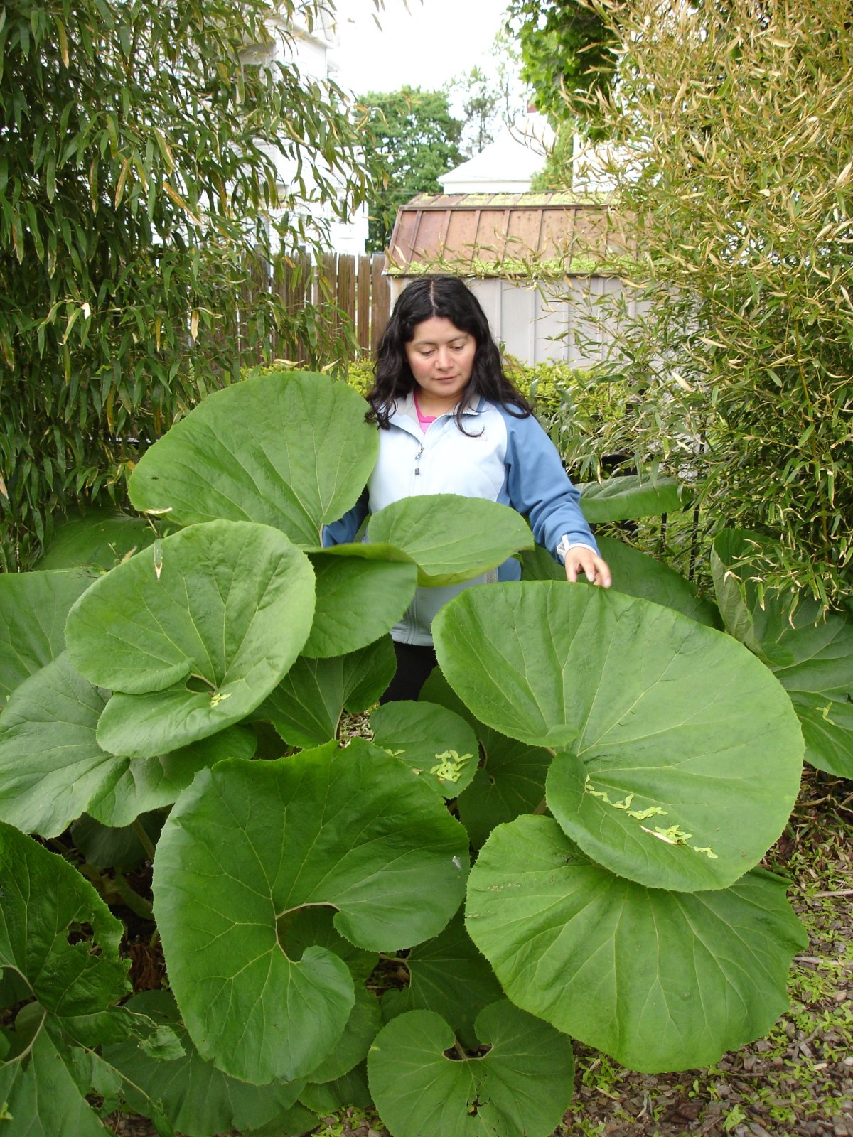 Белокопытник (Petasites)