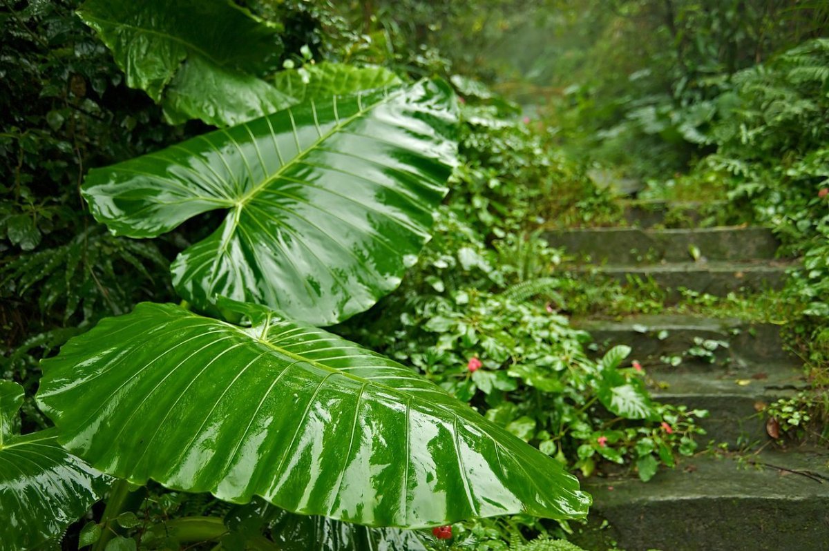 Alocasia macrorrhiza